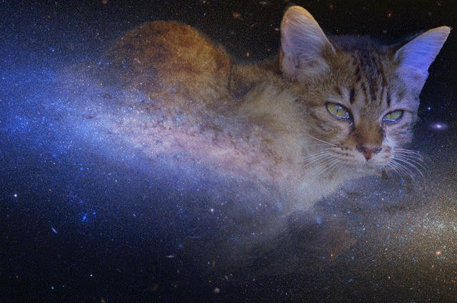 space_xsota_cat